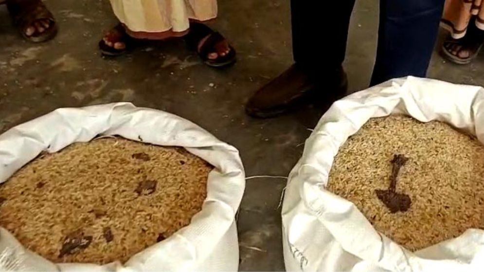 ভিজিডির চালে পোঁকা, খাদ্য কর্মকর্তা দোষ দিচ্ছেন বৃষ্টির