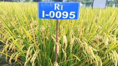 চাষাবাদের জন্য অনুমোদন পেল বিনার নতুন দুই ধানের জাত