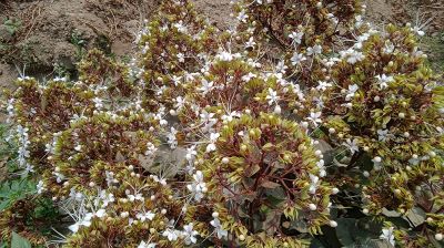 ‘বনজুঁইয়ে’ ঢেকে দিয়েছে গ্রাম-বাংলার মেঠোপথ