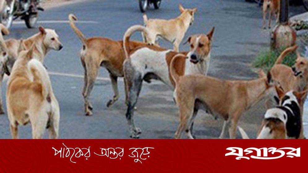২০টি কুকুর হত্যার মামলায় তিন আসামির কারাদণ্ড, ঢাকার আদালতের রায়