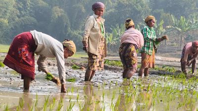 কাপ্তাই হ্রদের পানি নামছে, জলেভাসা জমির চাষাবাদ বিঘ্নিত