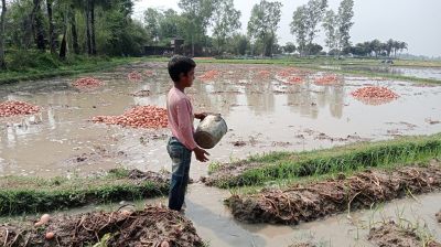 হঠাৎ বৃষ্টিতে তলিয়ে গেছে আলুখেত