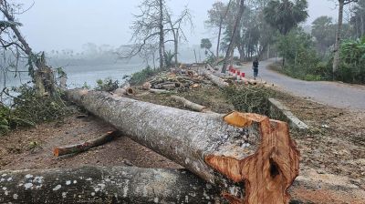 ঝালকাঠিতে ২ হাজার গাছ কাটার প্রকল্প, ১২০টি কাটার পর স্থগিত