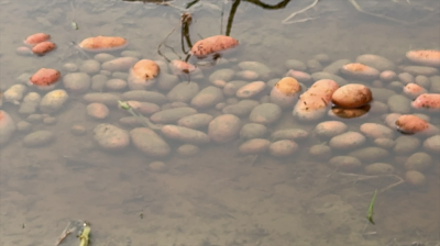 মাঠেই নষ্ট হচ্ছে আলু