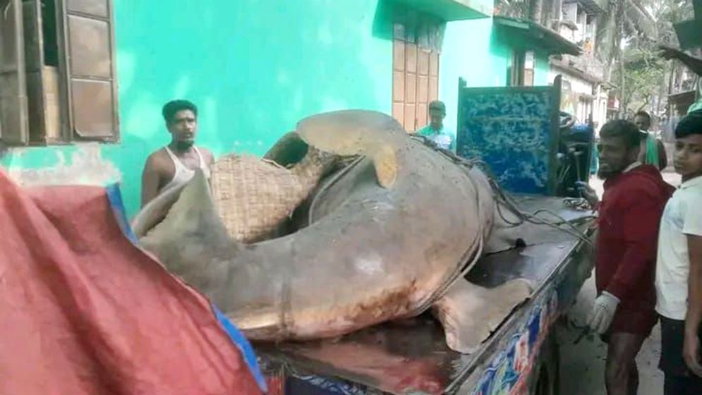 ২৫ মণের ‘দানব’ মাছ বিক্রি হলো আড়াই লাখ টাকায়