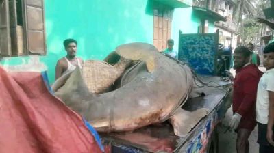 ২৫ মণের ‘দানব’ মাছ বিক্রি হলো আড়াই লাখ টাকায়