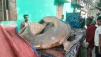 ২৫ মণের ‘দানব’ মাছ বিক্রি হলো আড়াই লাখ টাকায়