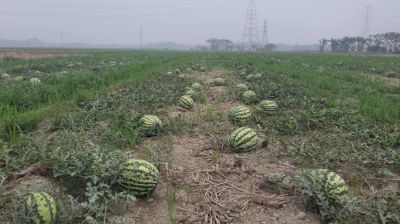 আমতলীতে ক্রেতা সংকটে তরমুজচাষিরা, শতকোটি টাকা লোকসানের শঙ্কা