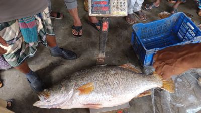 জেলের জালে মিলল ২৩ কেজির কোরাল
