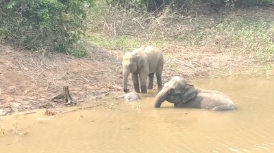 মানুষের তাড়া খেয়ে গর্তে পড়ে মারা গেল শাবক, পাশেই কাঁদছে মা হাতি