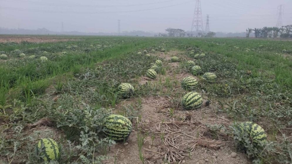 কৃষকের চোখের পানিতে ভিজছে তরমুজখেত