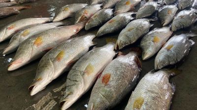 একসঙ্গে ধরা পড়ল ৪০ কোরাল