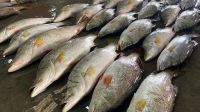 একসঙ্গে ধরা পড়ল ৪০ কোরাল