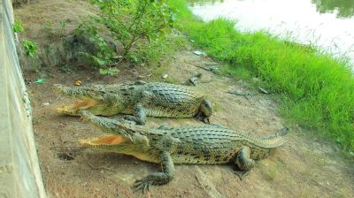 এক যুগে শতাধিক শাবকের জন্ম, বেঁচে নেই একটিও