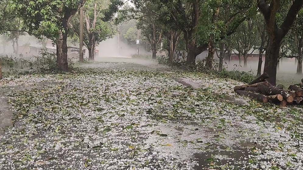 চাঁপাইনবাবগঞ্জে শিলাবৃষ্টিতে আমসহ ফসলের ক্ষতির আশঙ্কা