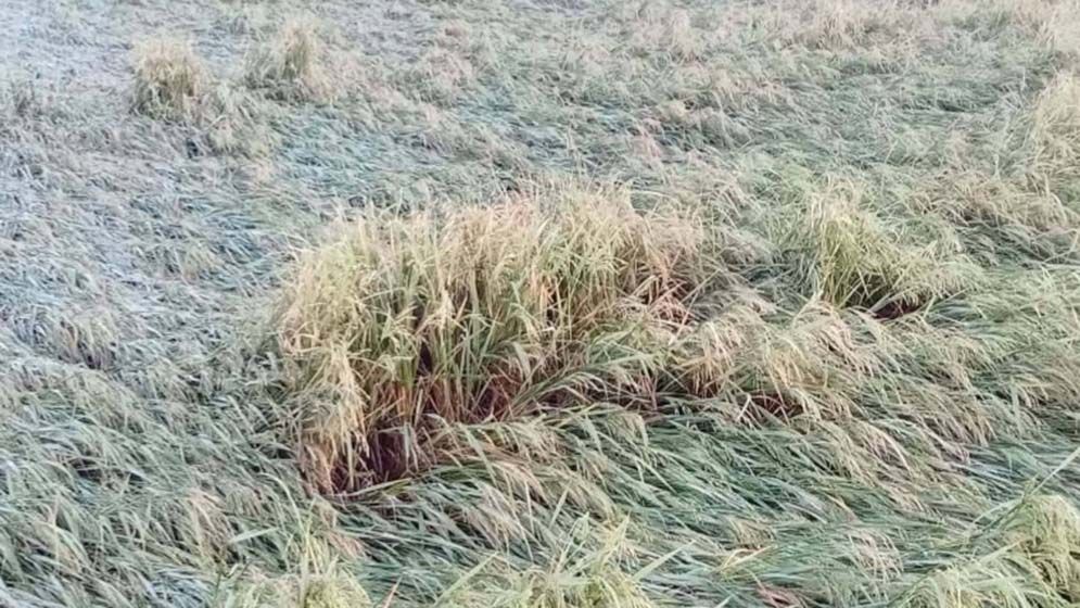 মদনে ঝড়ে বাড়িঘর লন্ডভন্ড, শিলাবৃষ্টিতে বোরো ধানের ক্ষতি