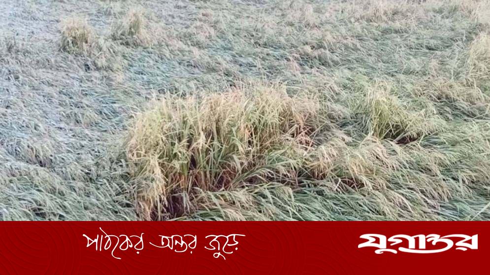 নেত্রকোনার মদনে কালবৈশাখী ঝড়ে ব্যাপক ক্ষতি, বোরো ধান ও শতাধিক বাড়িঘর লন্ডভন্ড