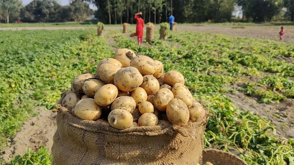 বরাদ্দের সার খুচরা দোকানে, দাম চড়া