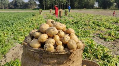 বরাদ্দের সার খুচরা দোকানে, দাম চড়া