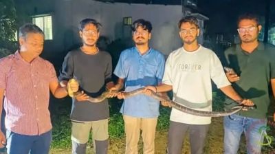 চবিতে ৮ ফুট লম্বা কিং কোবরা উদ্ধার