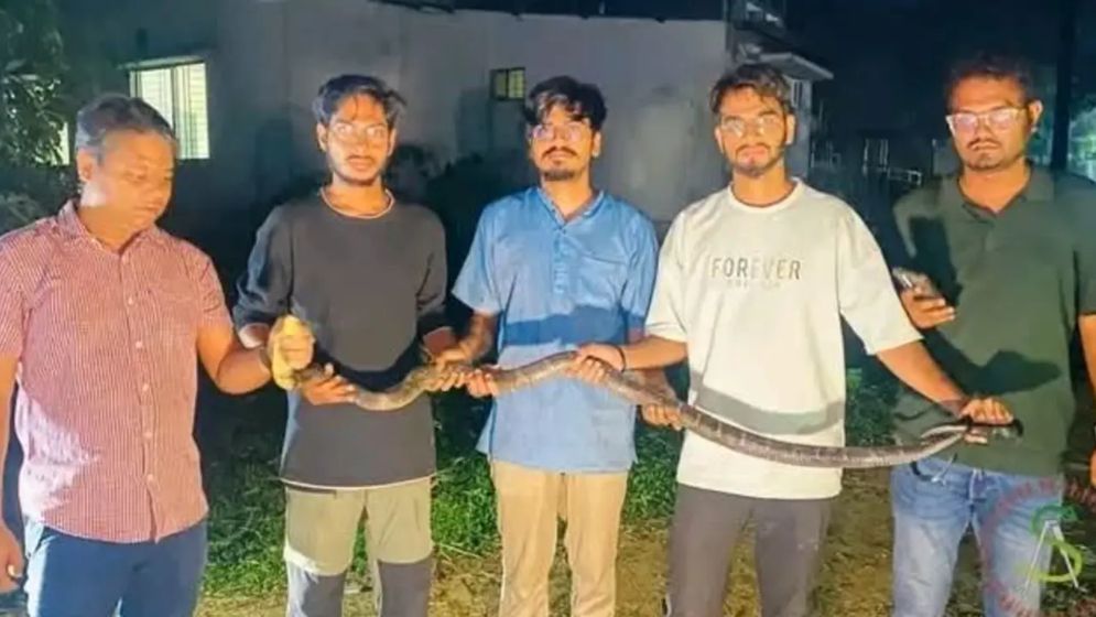 চবিতে ৮ ফুট লম্বা কিং কোবরা উদ্ধার