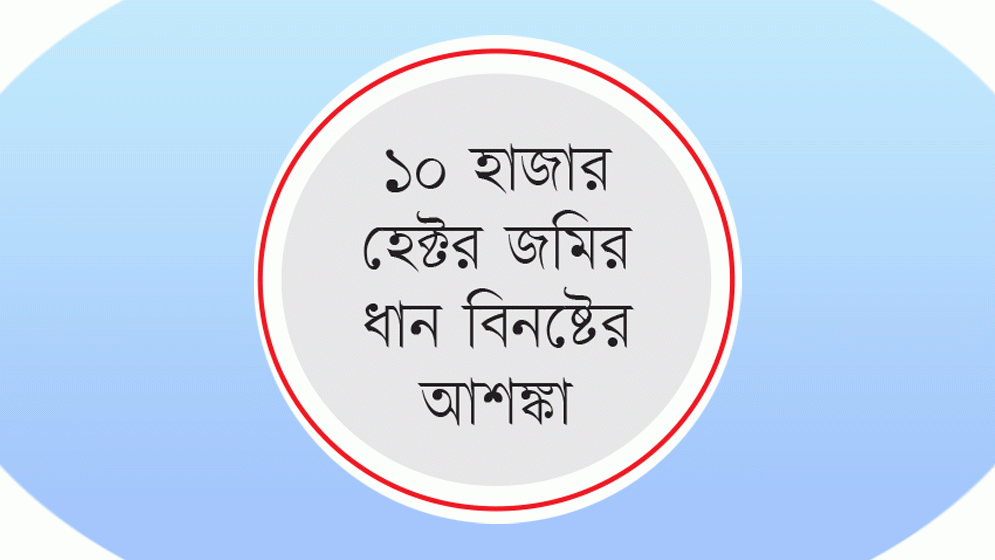 বিএডিসির ধান চাষ করে বিপাকে চাষিরা