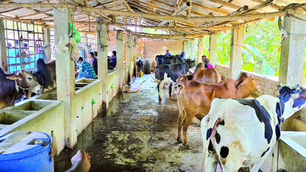 যশোরের সাতমাইলে ‘গরুর হোটেল’