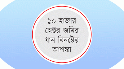 বিএডিসির ধান চাষ করে বিপাকে চাষিরা