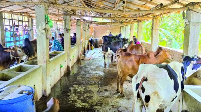 যশোরের সাতমাইলে ‘গরুর হোটেল’