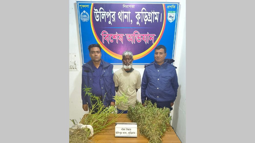উলিপুরে বেগুন ক্ষেতে গাজা চাষের অভিযোগে একজন আটক