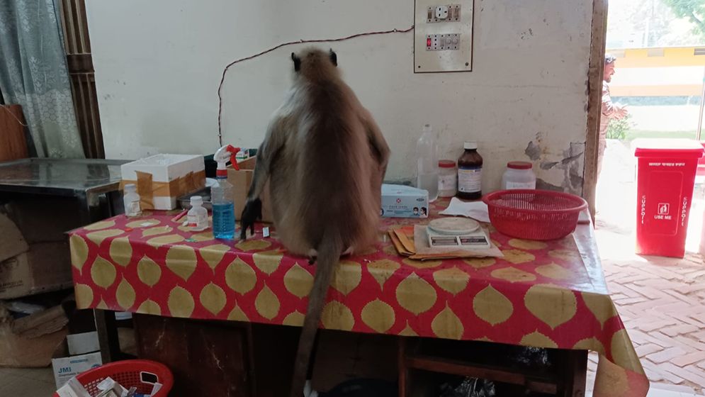 রক্তাক্ত ক্ষত নিয়ে হাসপাতালে হনুমান