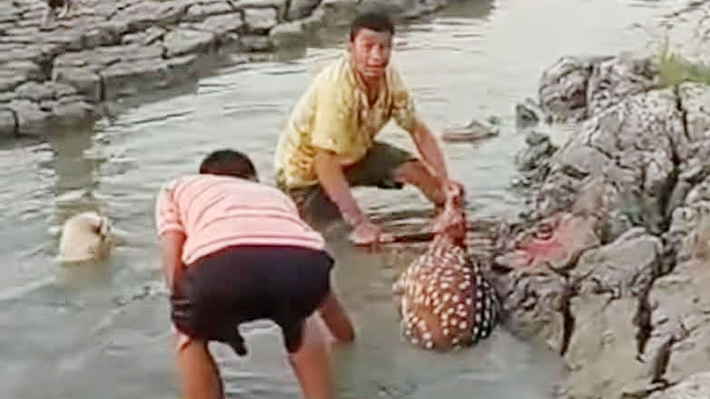 হারিয়ে যাচ্ছে মায়াবি হরিণ, নিধনের ভিডিও ভাইরাল
