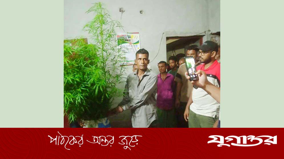 বরিশালের বাবুগঞ্জে গাঁজাচাষি গ্রেফতার: পুলিশের অভিযানে আটক জামাল হোসেন