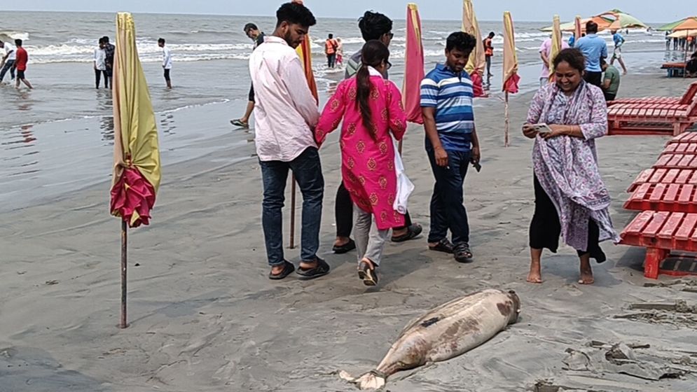 একের পর এক ভাসছে মৃত ডলফিন, বাড়ছে উদ্বেগ