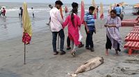 একের পর এক ভাসছে মৃত ডলফিন, বাড়ছে উদ্বেগ