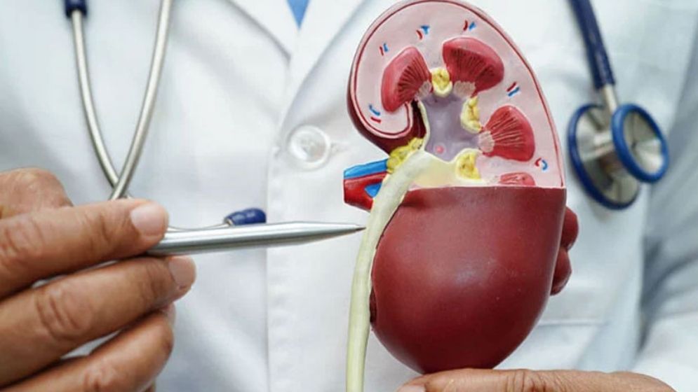 তাপপ্রবাহে বাড়ছে কিডনি রোগের ঝুঁকি, বিশেষজ্ঞদের সতর্কবার্তা