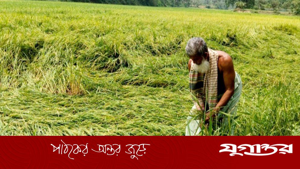 গফরগাঁওয়ে ঝড় ও শিলাবৃষ্টিতে বোরো ধানের ক্ষতি