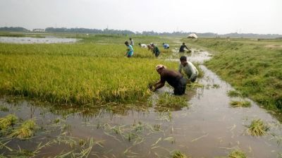 সুনামগঞ্জে বজ্রপাতে শিক্ষার্থীসহ ৫ জনের মৃত্যু