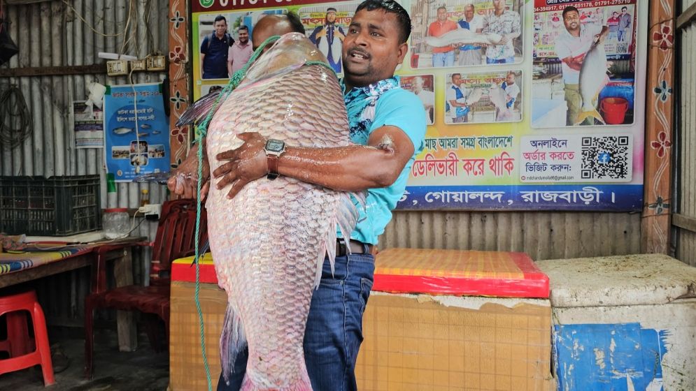 লক্ষাধিক টাকায় বিক্রি হলো পদ্মার রুই-কাতল