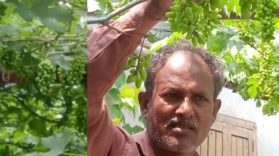 ঠাকুরগাঁওয়ে আজাদের ‘আঙুর-বিপ্লব’