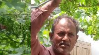 ঠাকুরগাঁওয়ে আজাদের ‘আঙুর-বিপ্লব’
