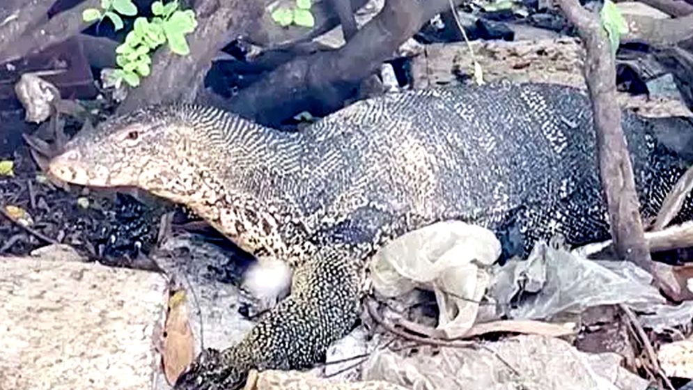 দুই যুগ ধরে দলবদ্ধভাবে ঘুরে বেড়াচ্ছে অর্ধশত বিশালাকৃতির গুইসাপ