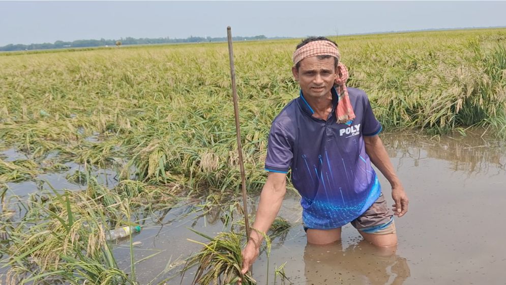 বন্যার শঙ্কায় হাওড়ে দ্রুত ধান কাটতে মাইকিং