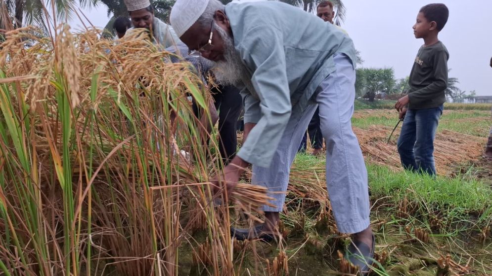 ফজরের নামাজ পড়েই ধান কাটতে নামেন এমপি এনামুল