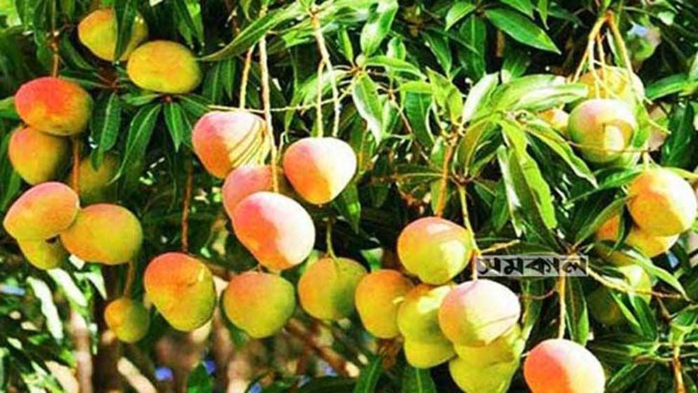 কবে থেকে সাতক্ষীরার আম বাজারে পাওয়া যাবে জানালেন ডিসি