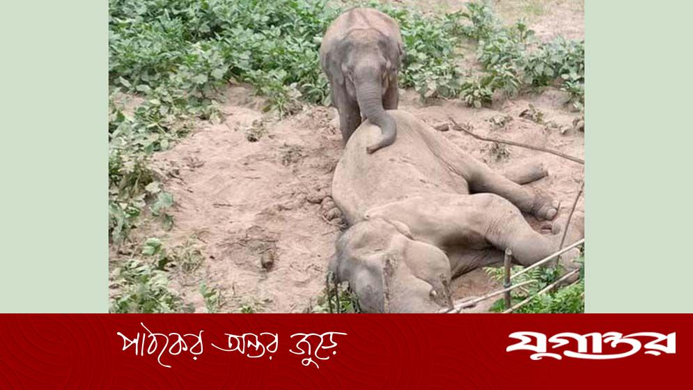 রাঙামাটিতে বয়োবৃদ্ধ বন্যহাতির মৃত্যু, শোকে কাতর সঙ্গিনী