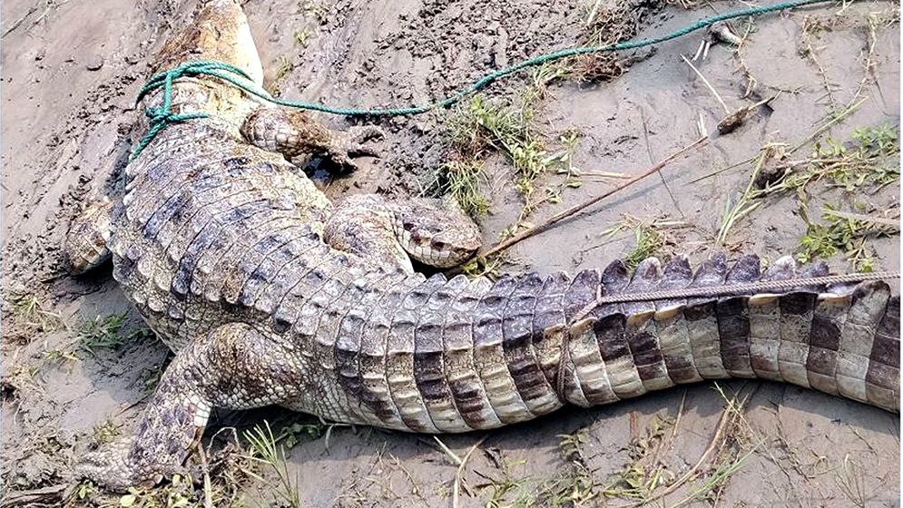 পদ্মায় হাজারী বড়শিতে আটকা পড়ল বিশাল কুমির