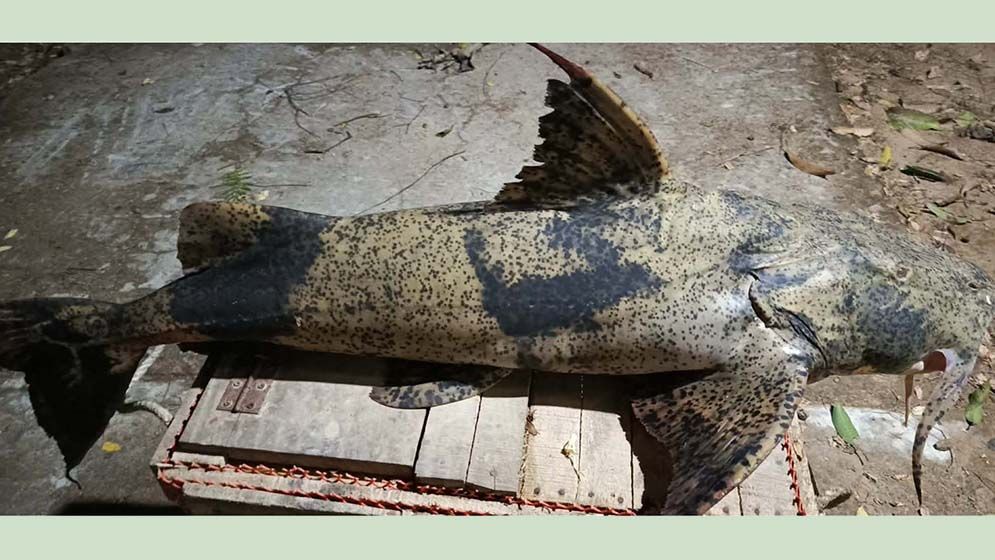 Repati Fish মাটিতে পোঁতা হলো ১৬ কেজির বাঘাইড়