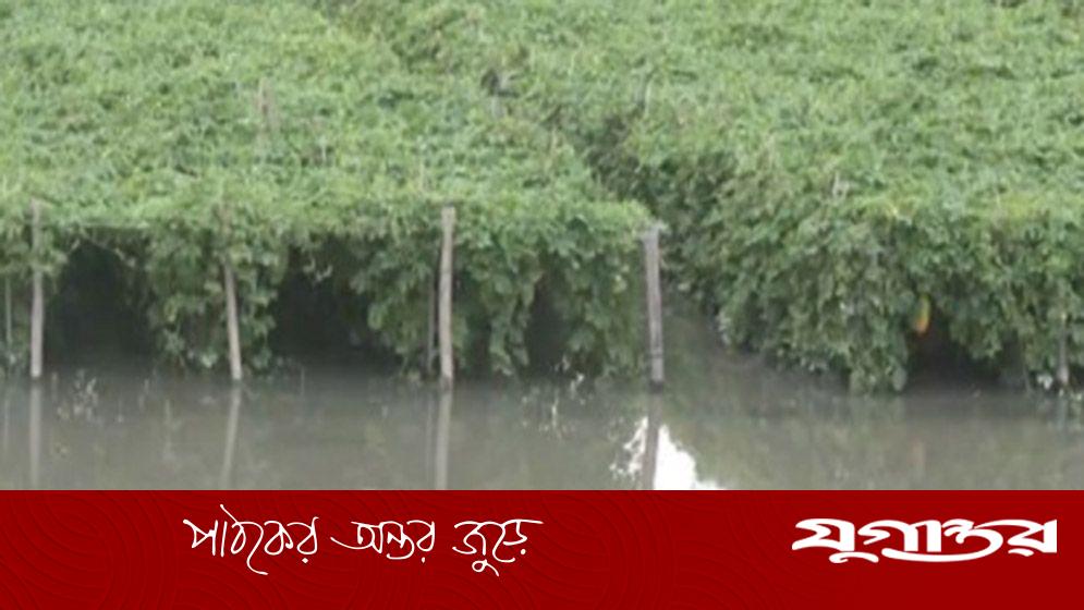 রংপুরে ১৯০ মিমি বৃষ্টিতে সবজিখেতের ব্যাপক ক্ষতি