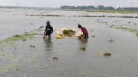 ভারি বৃষ্টিপাত ও উজানের ঢলে মহাসংকটে কৃষকরা